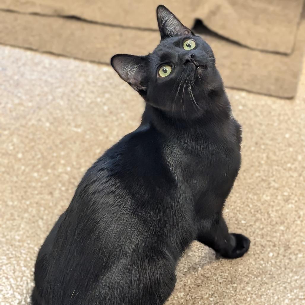 Charlie, a Adoptable Domestic Short Hair in Sonoma, CA image 5/6