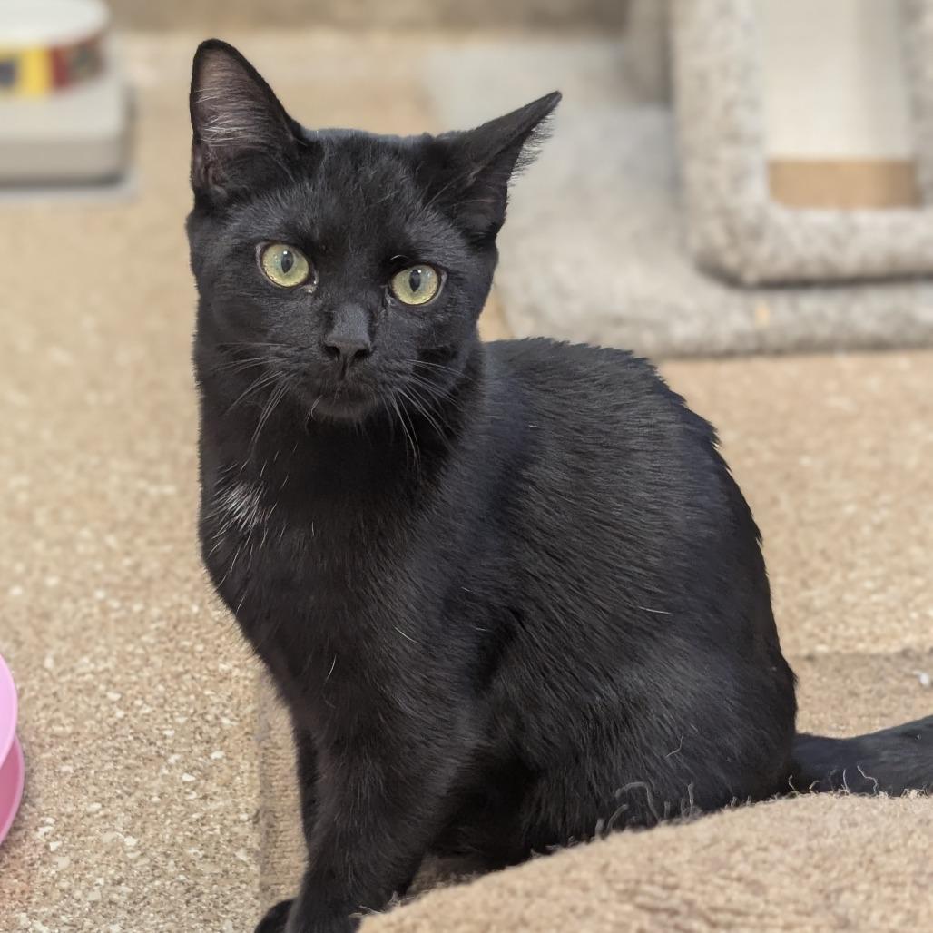 Charlie, a Adoptable Domestic Short Hair in Sonoma, CA image 6/6