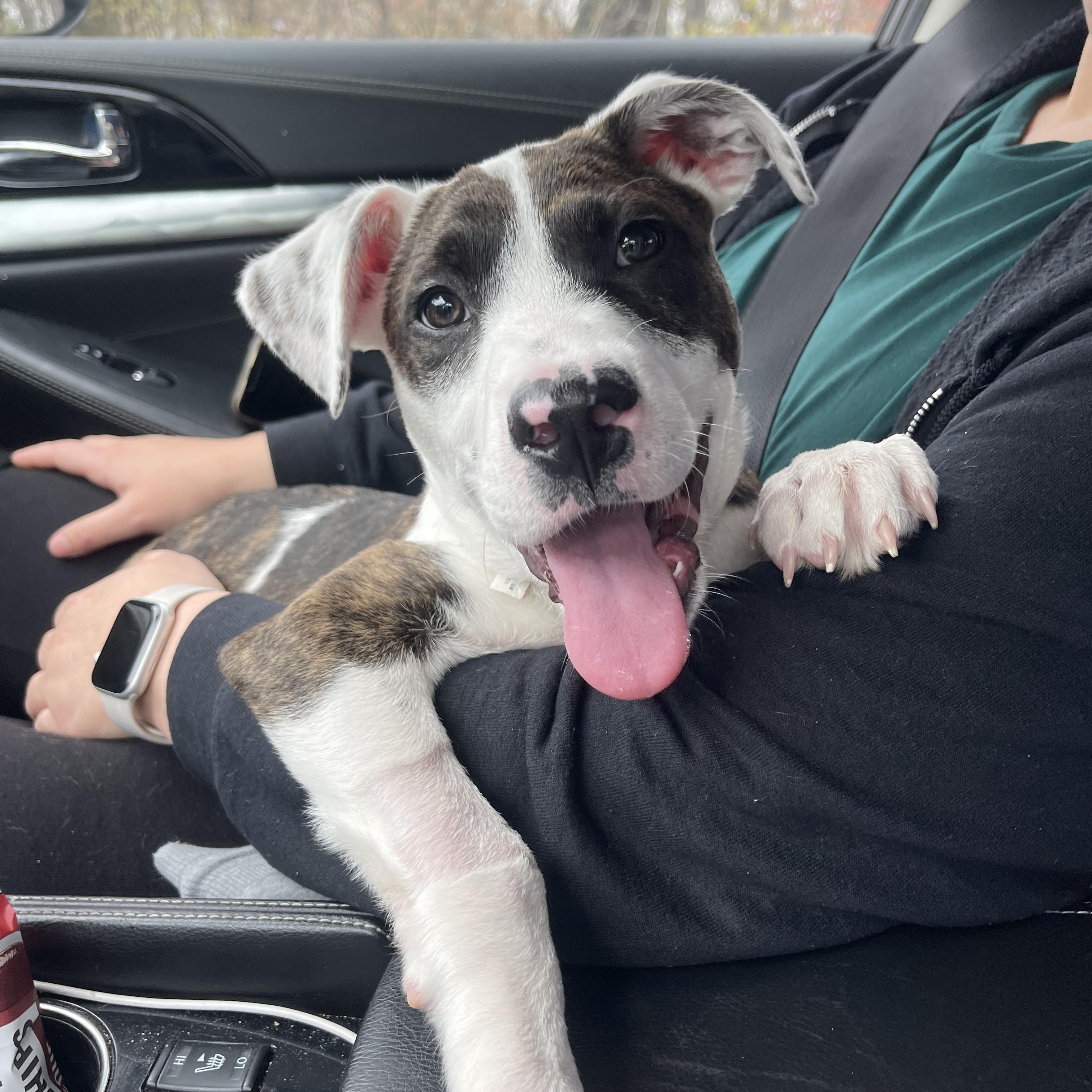 Beryl, a Adoptable mixed breed in Levittown, NY image 3/5