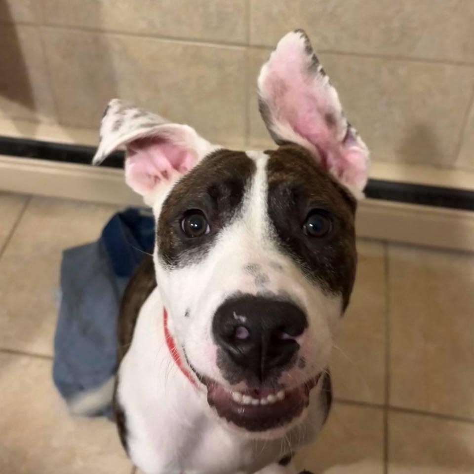 Beryl, Adoptable, Young Male Husky & American Bulldog.