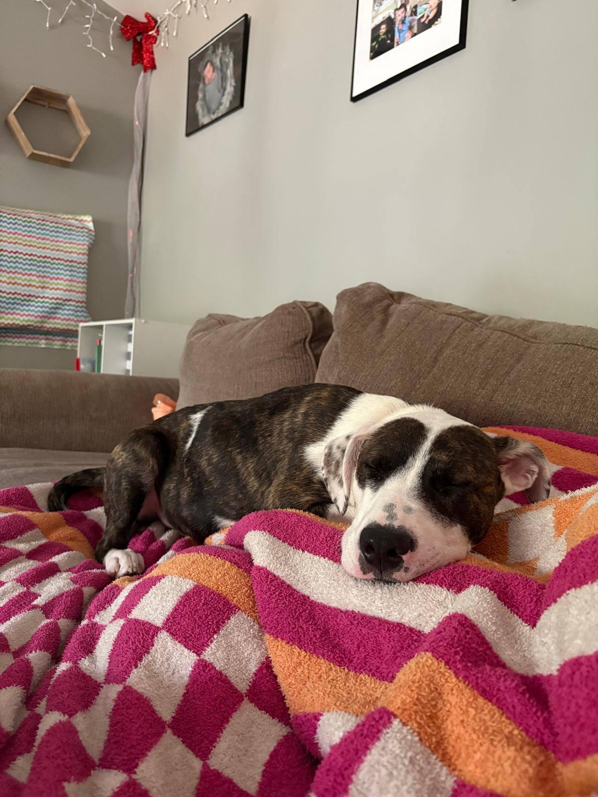 Beryl, a Adoptable mixed breed in Levittown, NY image 4/5