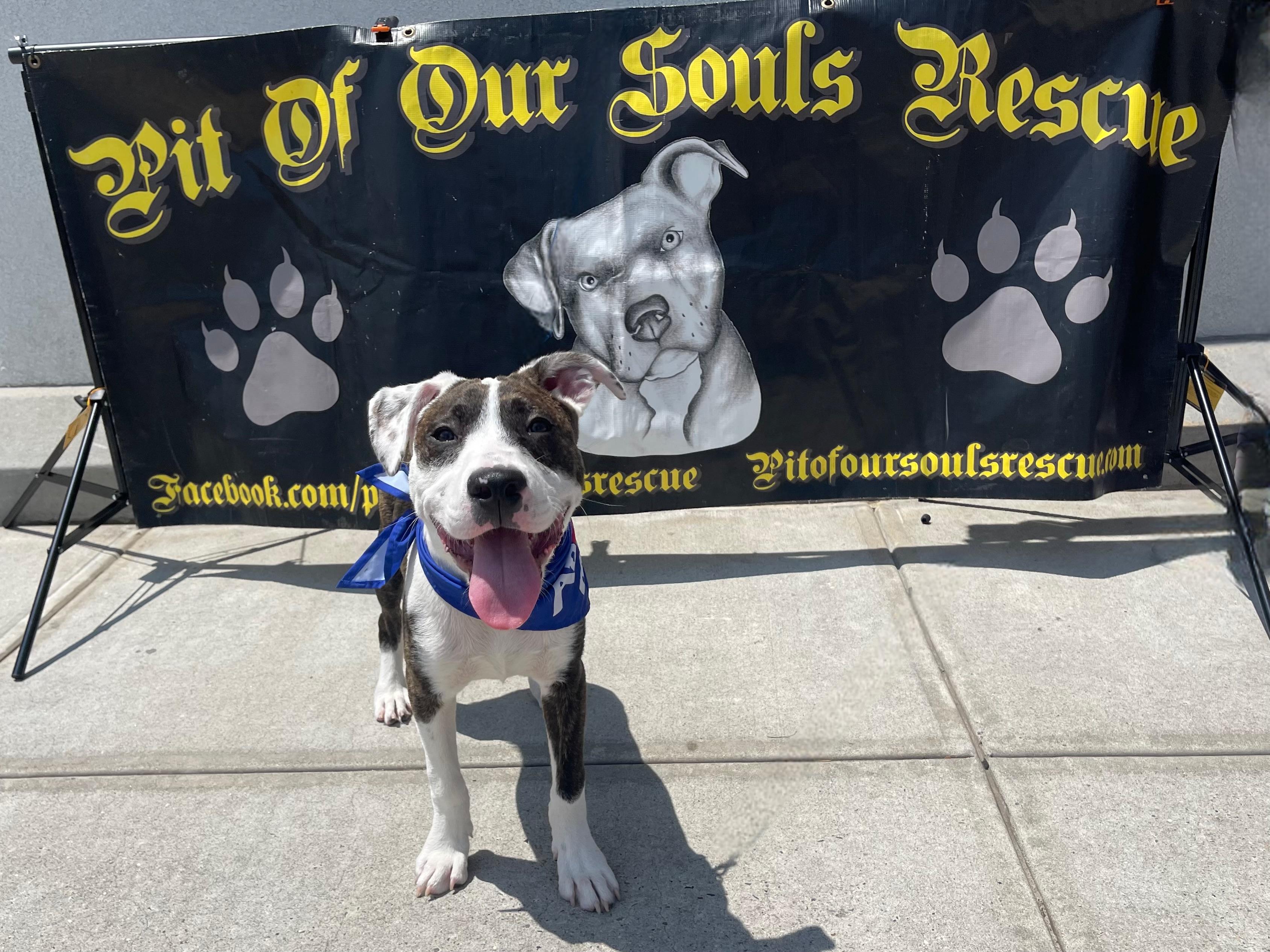 Beryl, a Adoptable mixed breed in Levittown, NY image 2/5