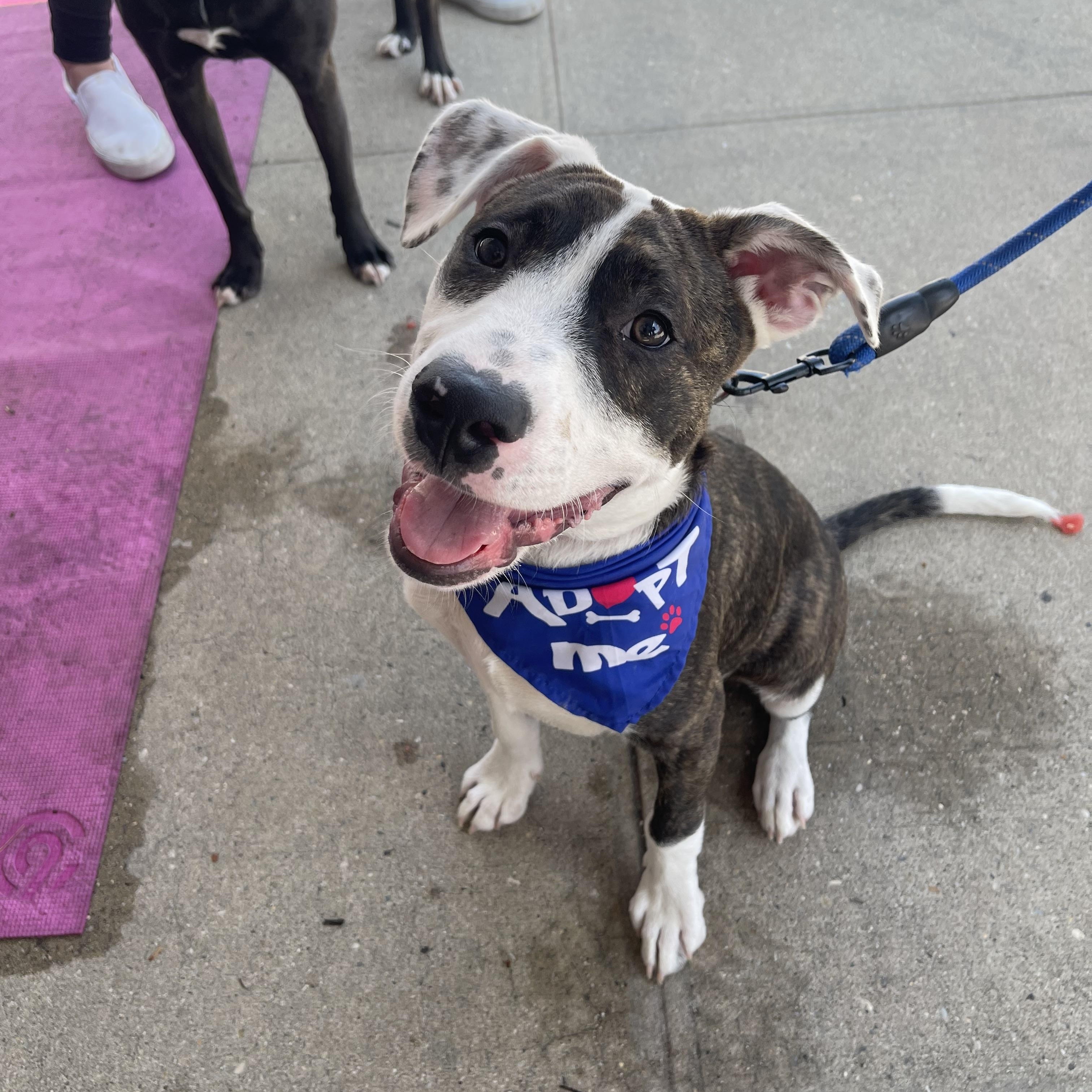 Beryl, a Adoptable mixed breed in Levittown, NY image 5/5