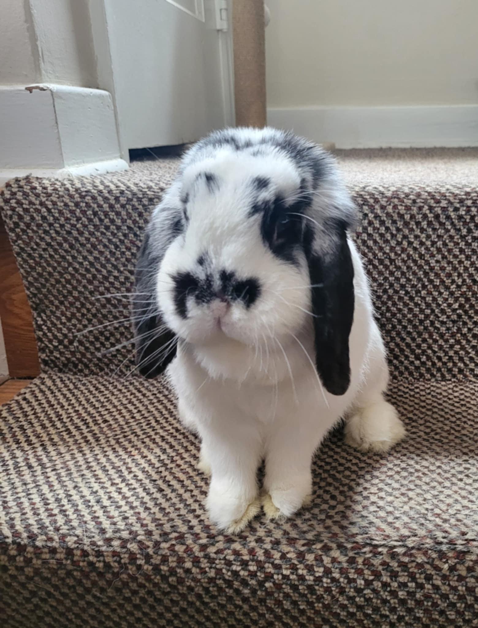 Laila, Adoptable, Adult Female Lop Eared & Bunny Rabbit.