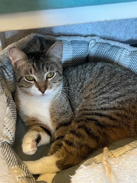 Enlarge Bobbitail, a Adoptable Domestic Short Hair in Crescent City, FL image 2/6