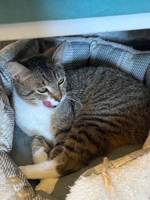 Enlarge Bobbitail, a Adoptable Domestic Short Hair in Crescent City, FL image 3/6