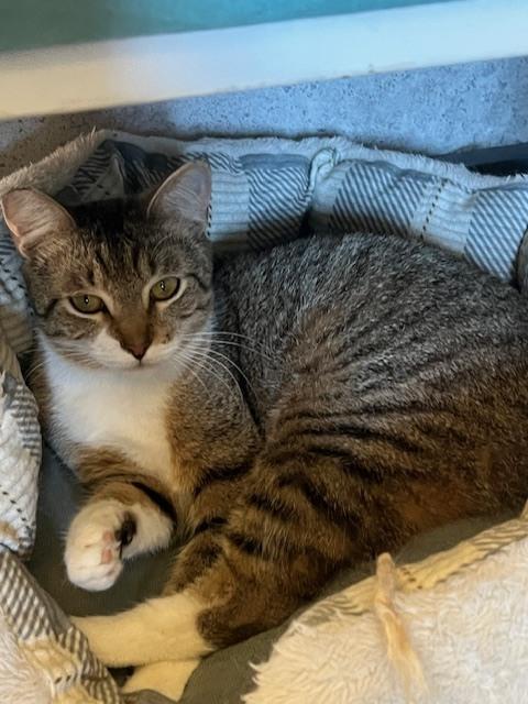 Enlarge Bobbitail, a Adoptable Domestic Short Hair in Crescent City, FL image 6/6