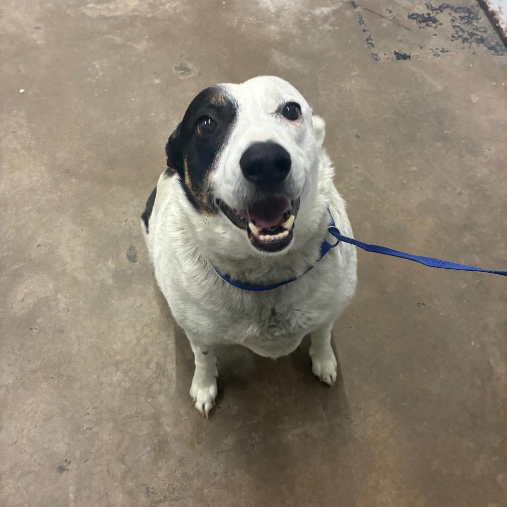 Enlarge Walter, a Adoptable mixed breed in Corbin, KY image 2/6
