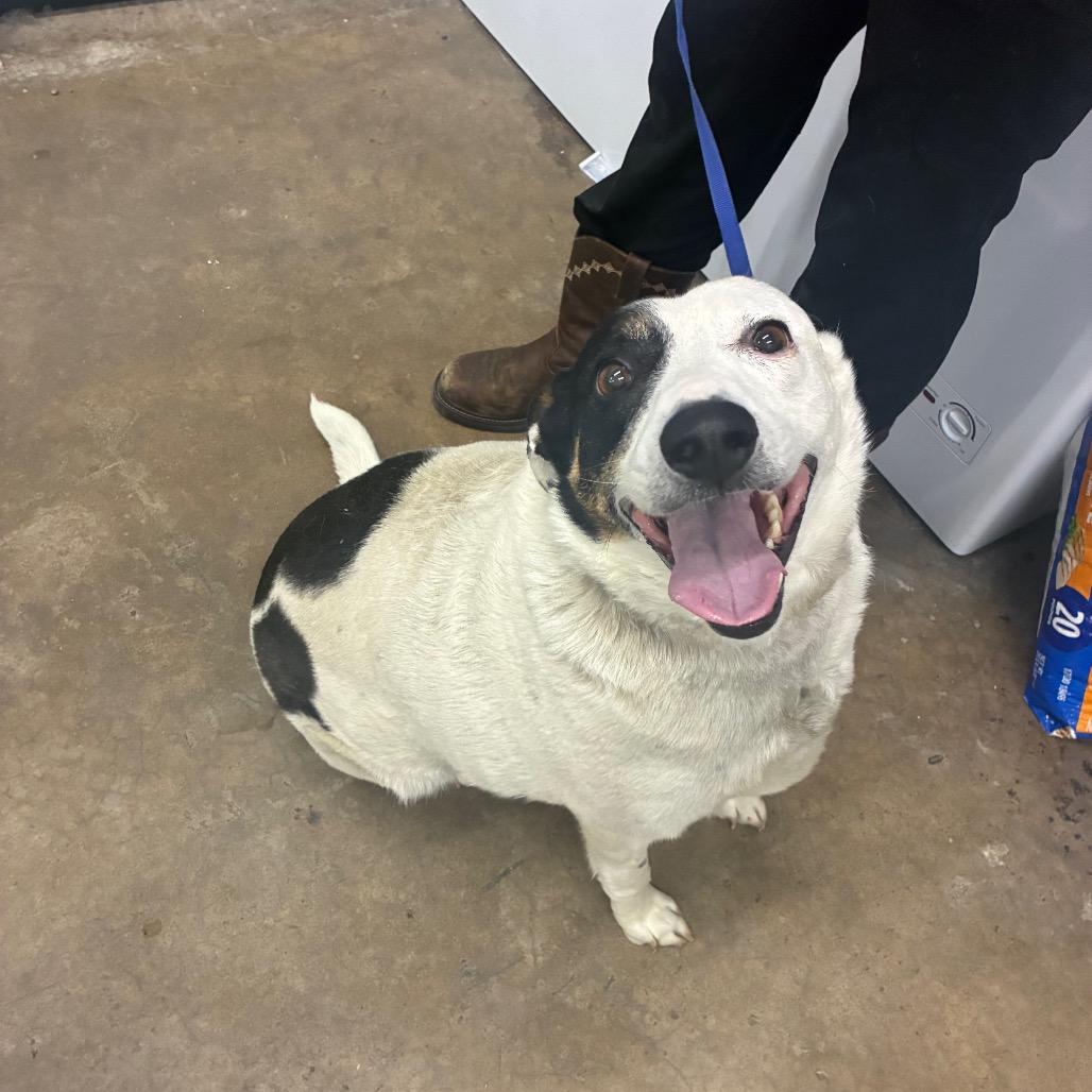 Enlarge Walter, a Adoptable mixed breed in Corbin, KY image 3/6