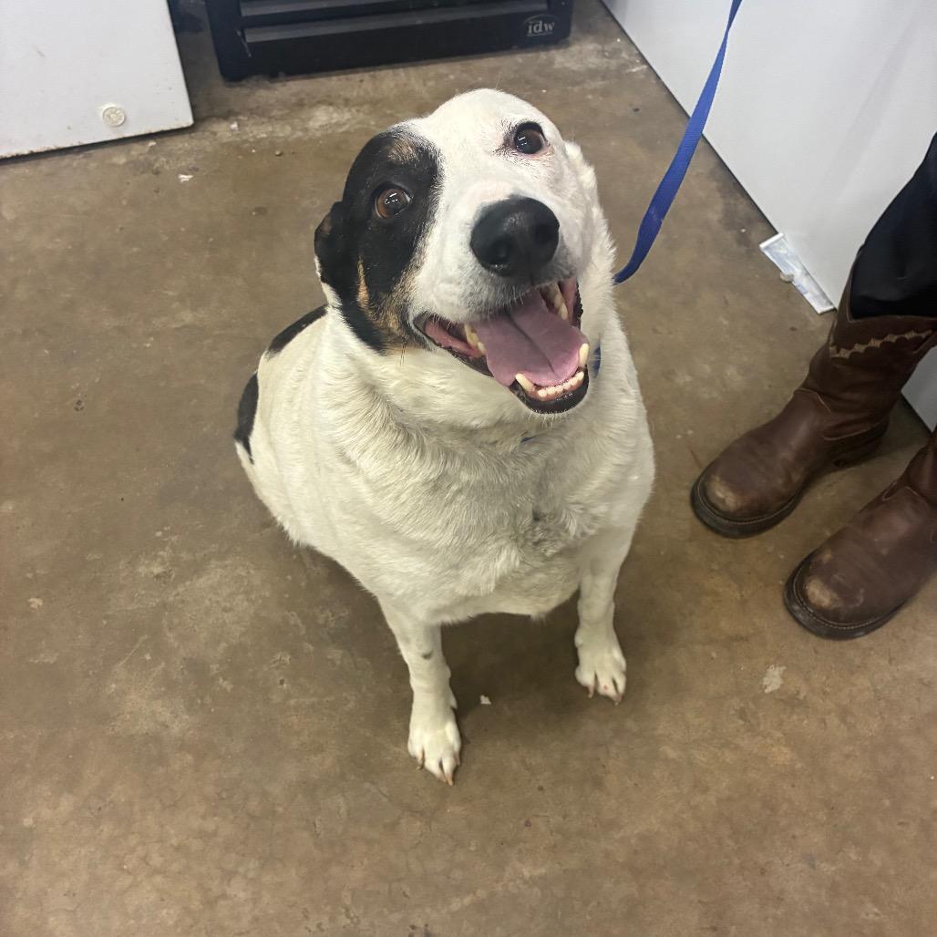 Enlarge Walter, a Adoptable mixed breed in Corbin, KY image 4/6