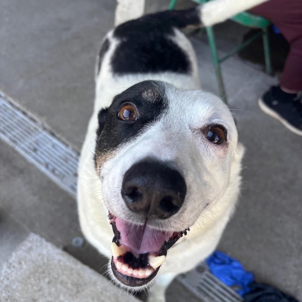 Walter, a Adoptable mixed breed in Corbin, KY image 4/6