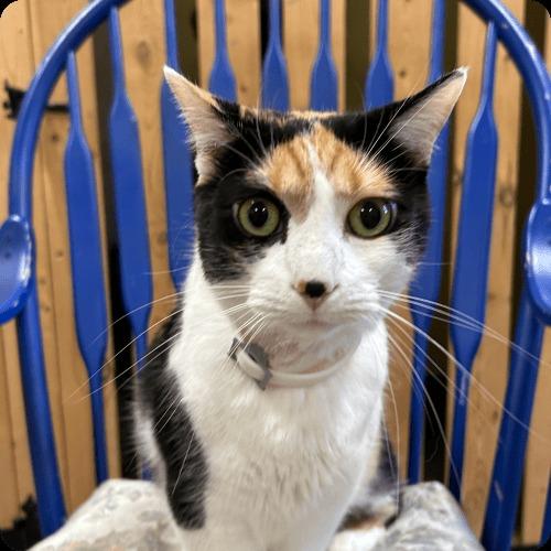 Enlarge Willow, a Adoptable mixed breed in Genoa, IL image 1/1