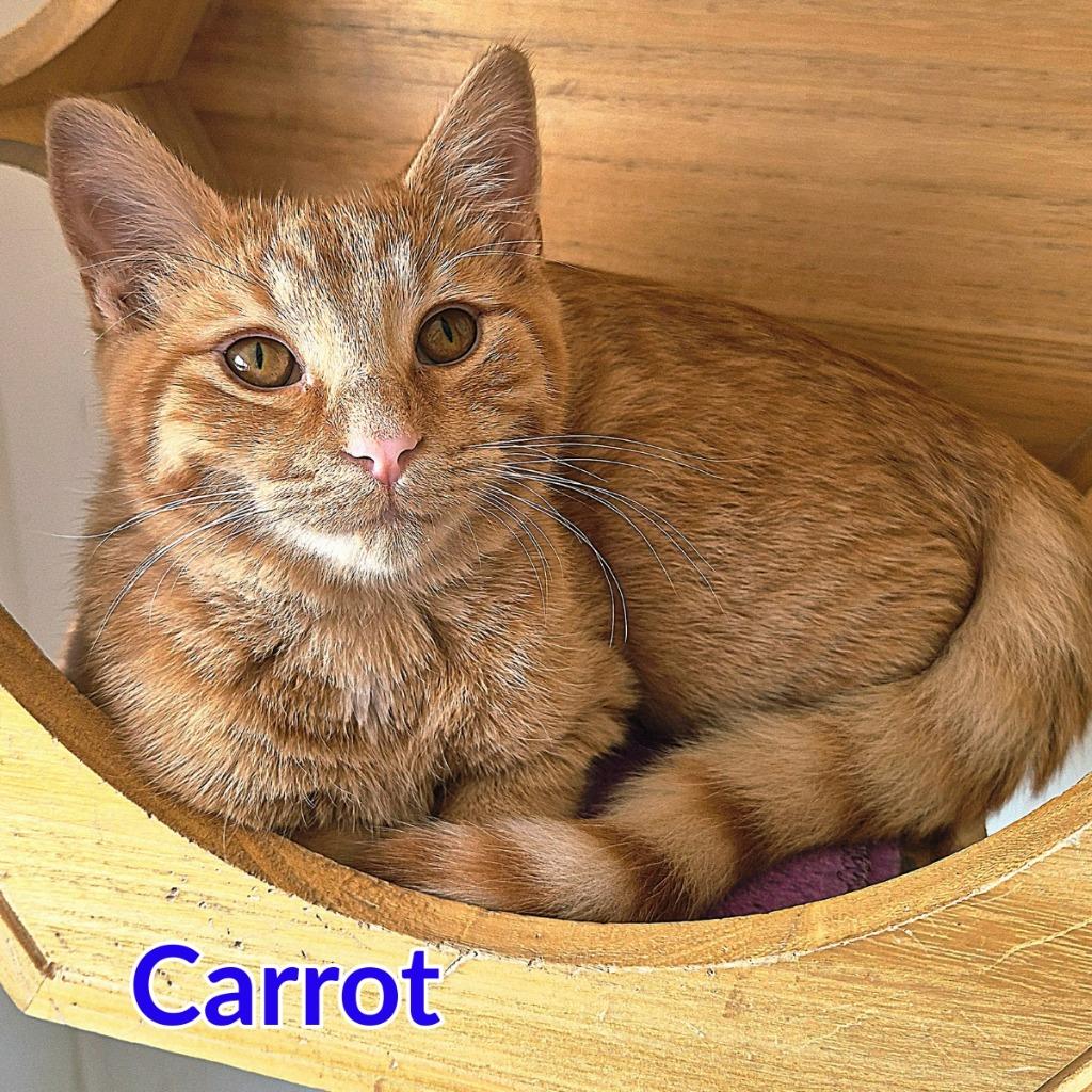 Carrot, Adoptable, Kitten Male Domestic Short Hair.