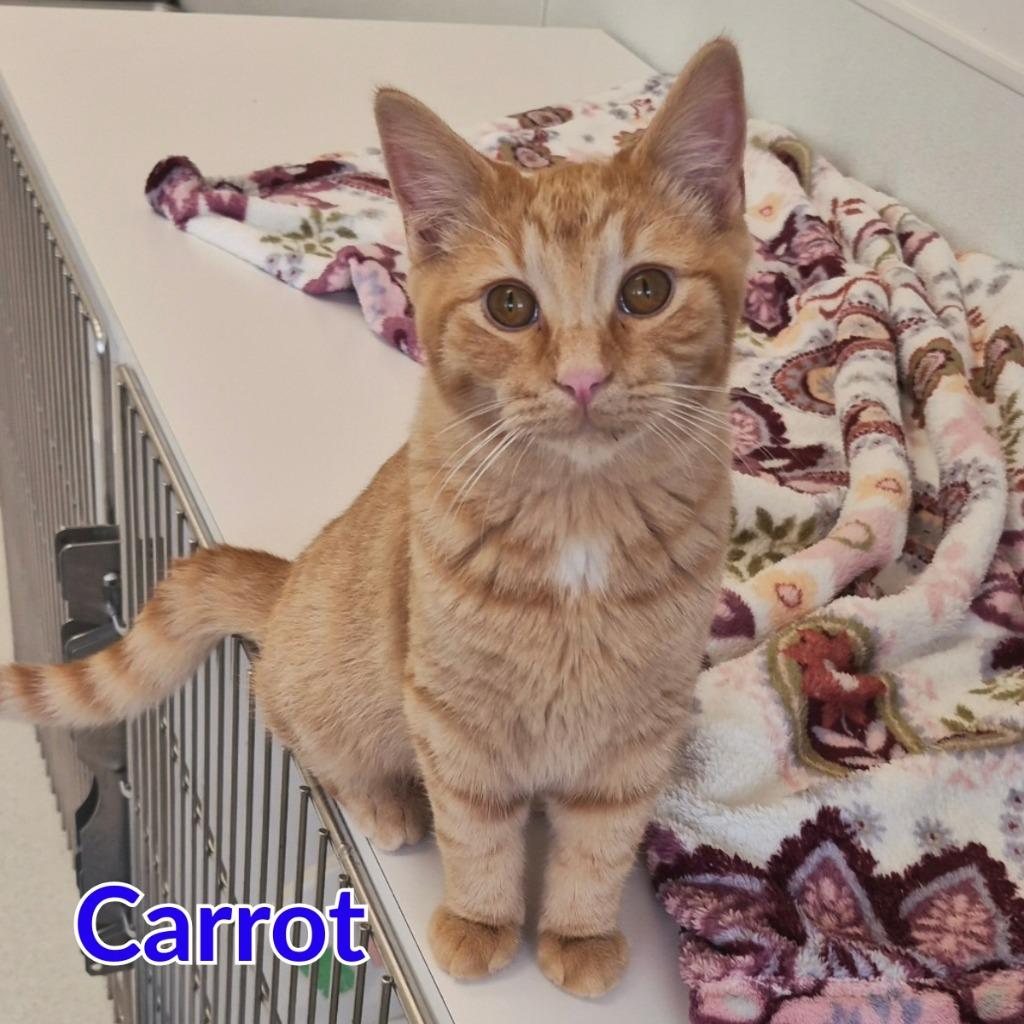Enlarge Carrot, a Adoptable mixed breed in North Saint Paul, MN image 2/3