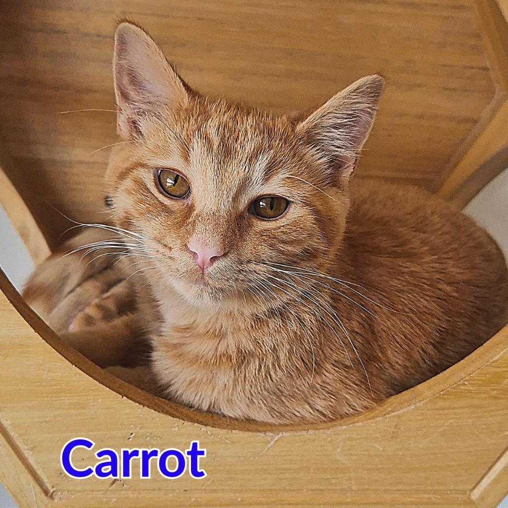 Enlarge Carrot, a Adoptable mixed breed in North Saint Paul, MN image 3/3