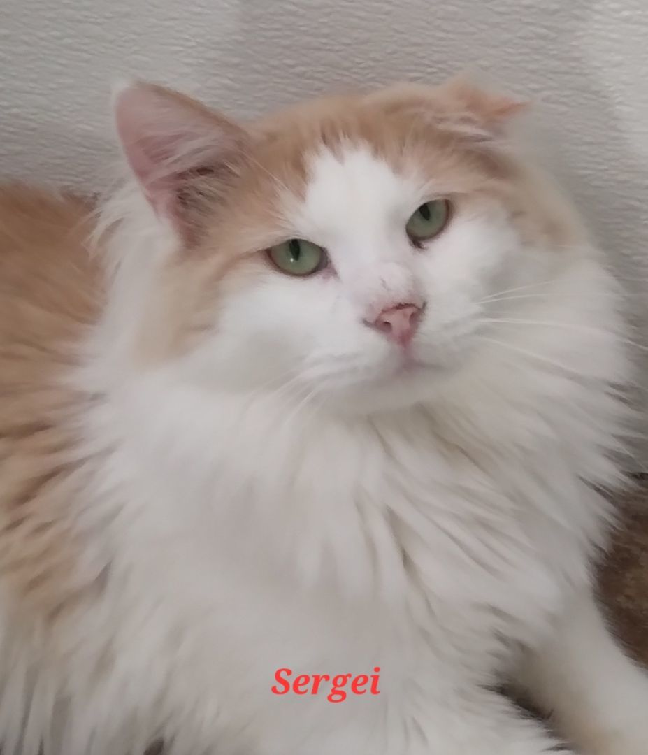 Sergi, a Adoptable Domestic Long Hair in Colfax, IA image 3/3