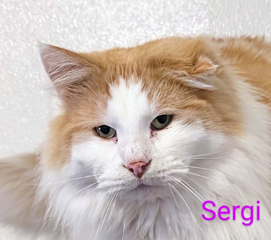 Sergi, a Adoptable Domestic Long Hair in Colfax, IA image 1/3