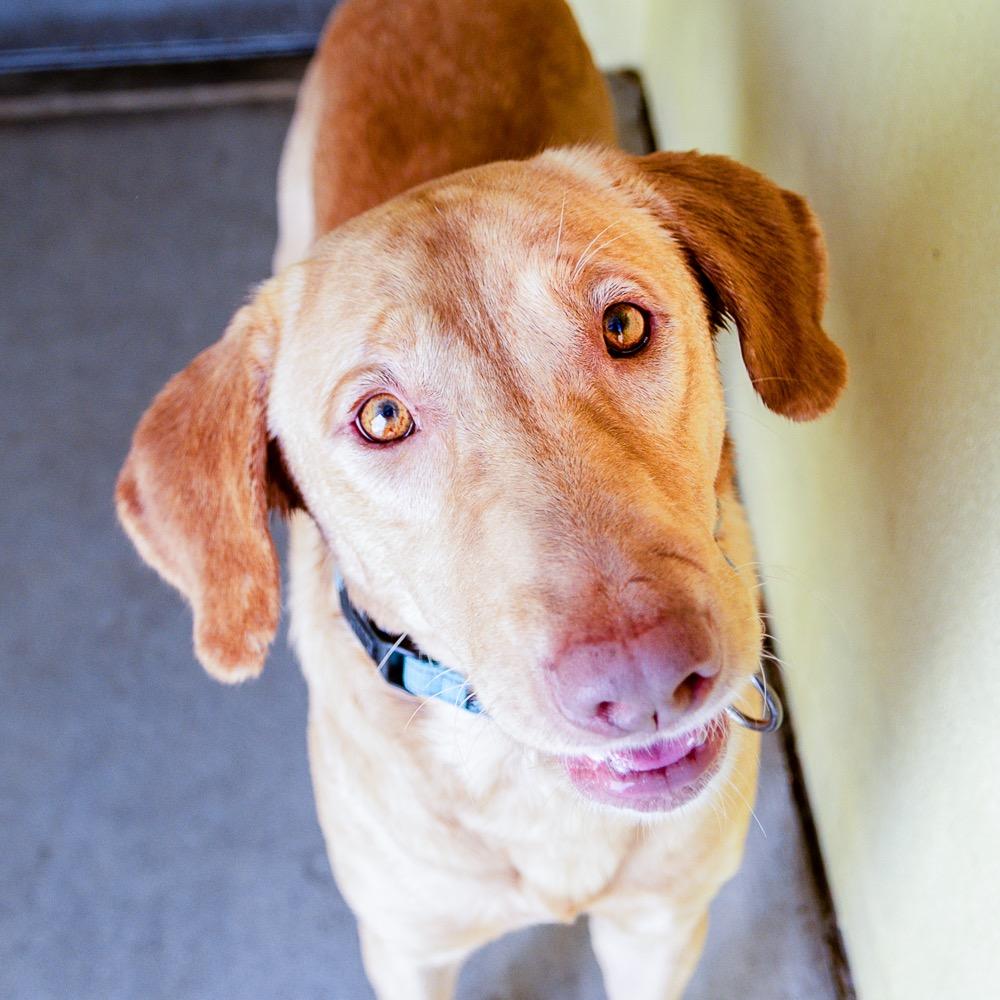 Gibson, Adoptable, Adult Male Labrador Retriever.