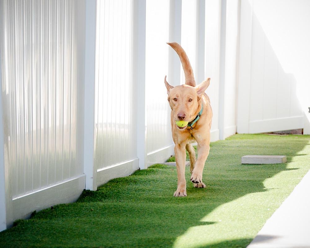 Enlarge Gibson, a Adoptable mixed breed in Saint Petersburg, FL image 2/2