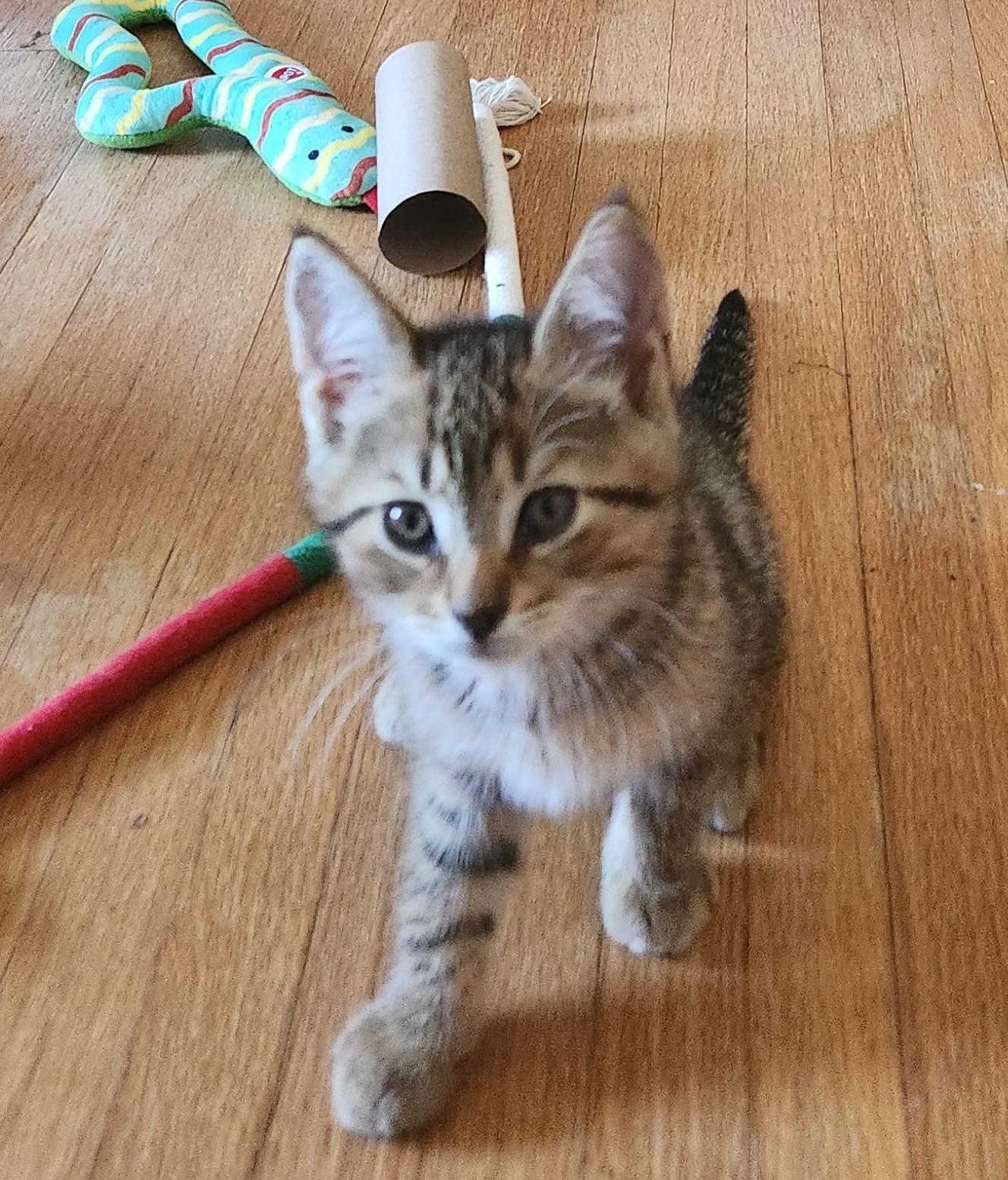 Enlarge BB Baby, a Adoptable Domestic Short Hair in Avon, NY image 2/2