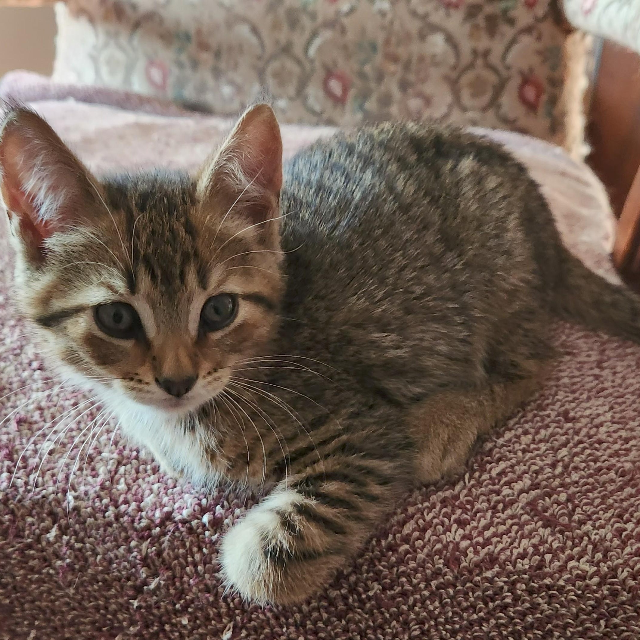 BB Baby, Adoptable, Kitten Female Domestic Short Hair.