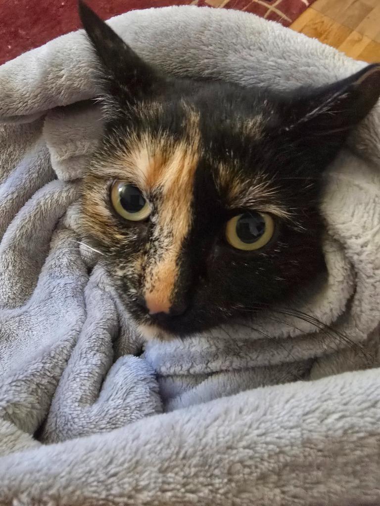 Sweetie, Adoptable, Young Female Domestic Short Hair.