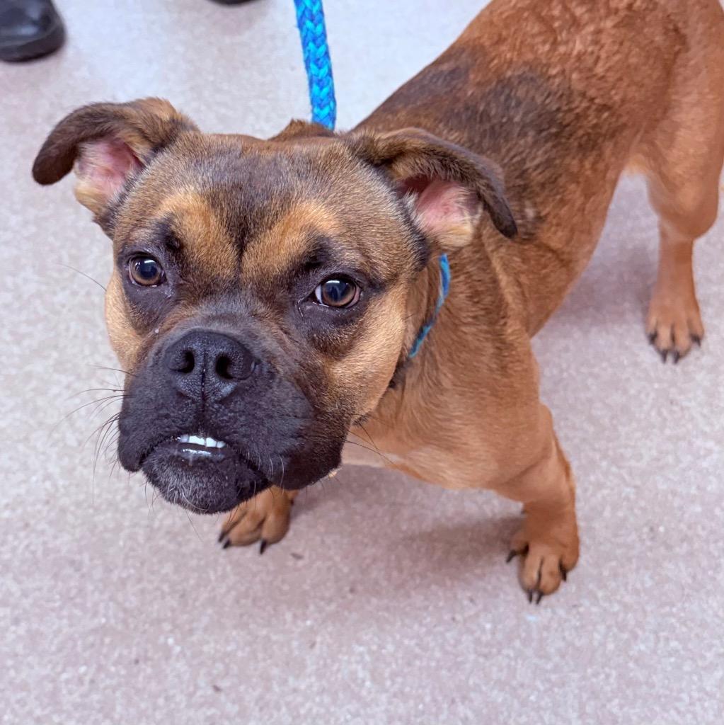Roxy, Adopted, Young Female English Bulldog & Mixed Breed.