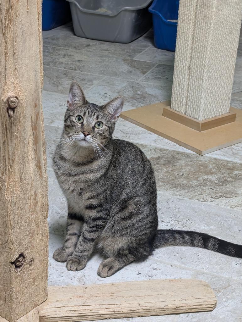 Enlarge Marty, a Adoptable mixed breed in Hot Springs, AR image 1/1