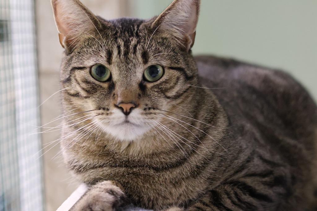 Marty, Adoptable, Young Male Domestic Short Hair.