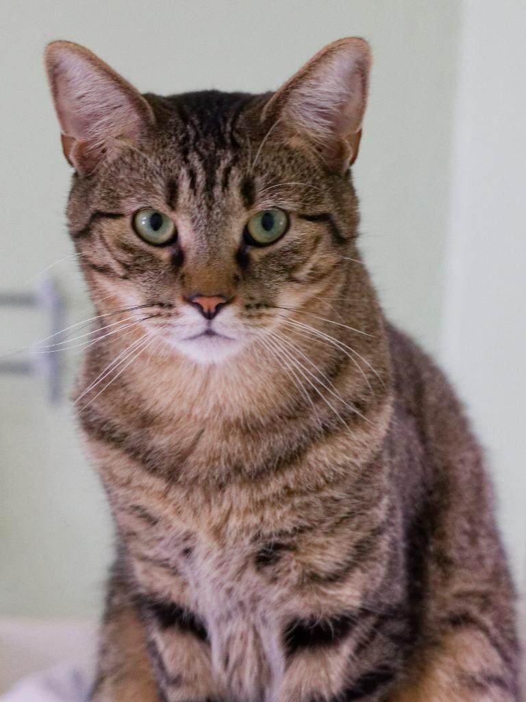 Enlarge Marty, a Adoptable mixed breed in Hot Springs, AR image 3/3