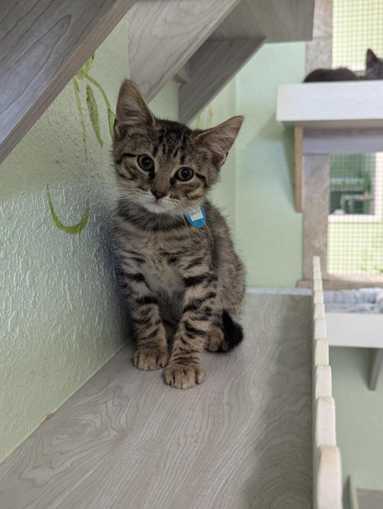 Marty, Adoptable, Young Male Domestic Short Hair.