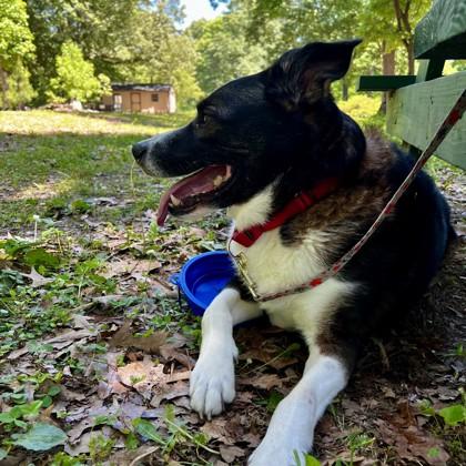 Buddy, Adoptable, Senior Male Shepherd & Mixed Breed.