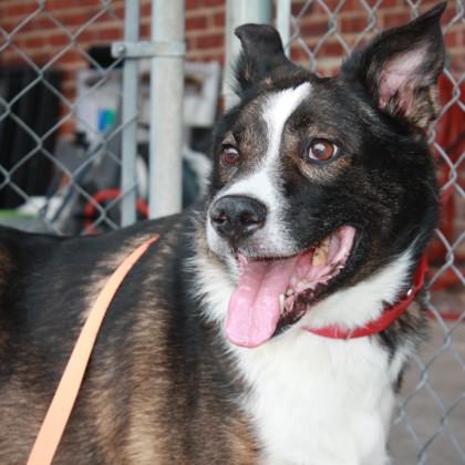 Enlarge Buddy, a Adoptable mixed breed in Richmond, VA image 1/2