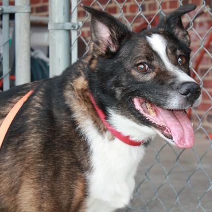 Enlarge Buddy, a Adoptable mixed breed in Richmond, VA image 2/2