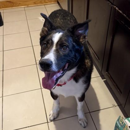 Enlarge Buddy, a Adoptable mixed breed in Richmond, VA image 2/3