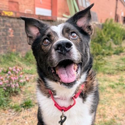 Enlarge Buddy, a Adoptable mixed breed in Richmond, VA image 3/3
