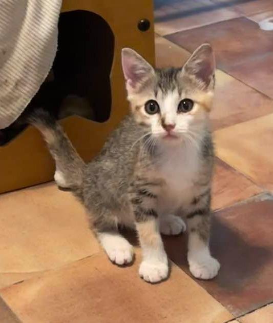Salah, Adoptable, Kitten Female Domestic Short Hair.