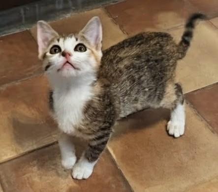 Enlarge Salah, a Adoptable mixed breed in Magnolia, TX image 2/2