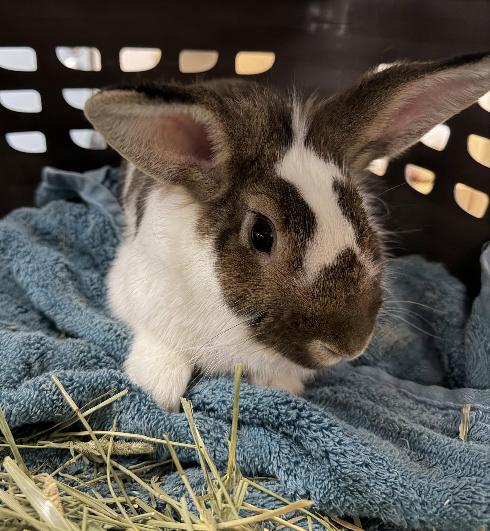 Enlarge Pudding, a Adoptable Lionhead in El Centro, CA image 1/1
