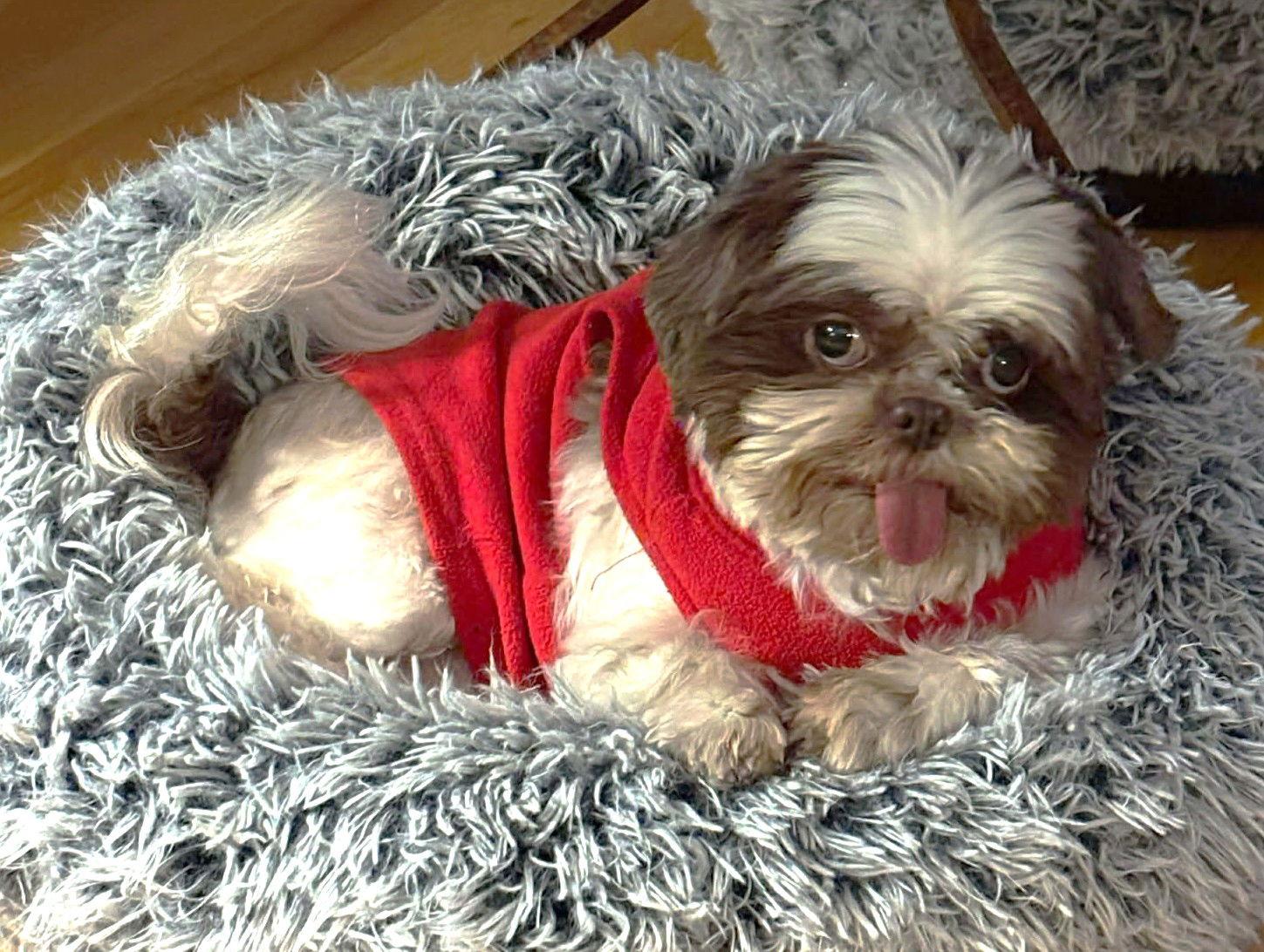 Enlarge Giselle TX, a Adopted Shih Tzu in Boonton, NJ image 2/3