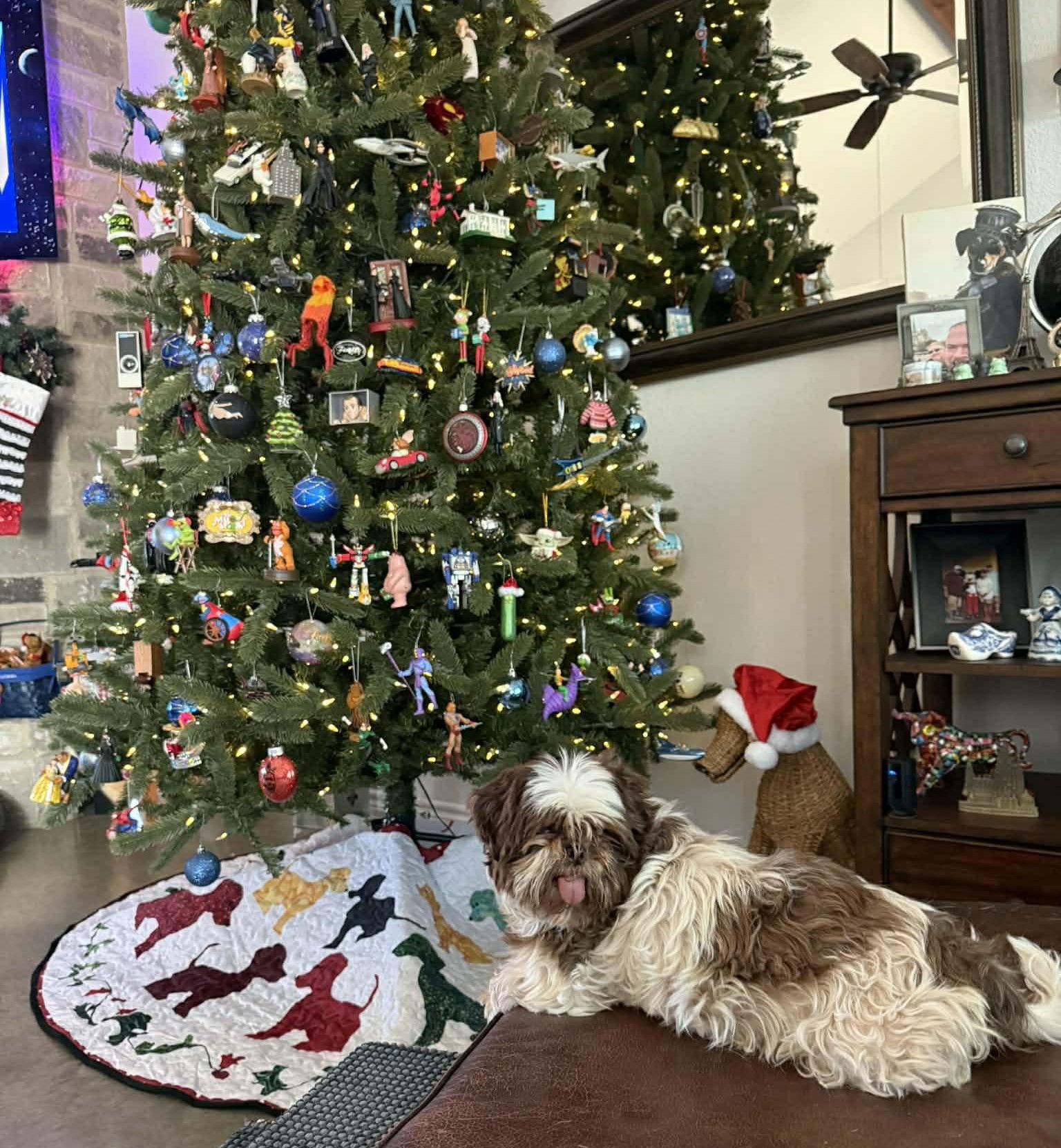 Enlarge Giselle TX, a Adopted Shih Tzu in Boonton, NJ image 3/3