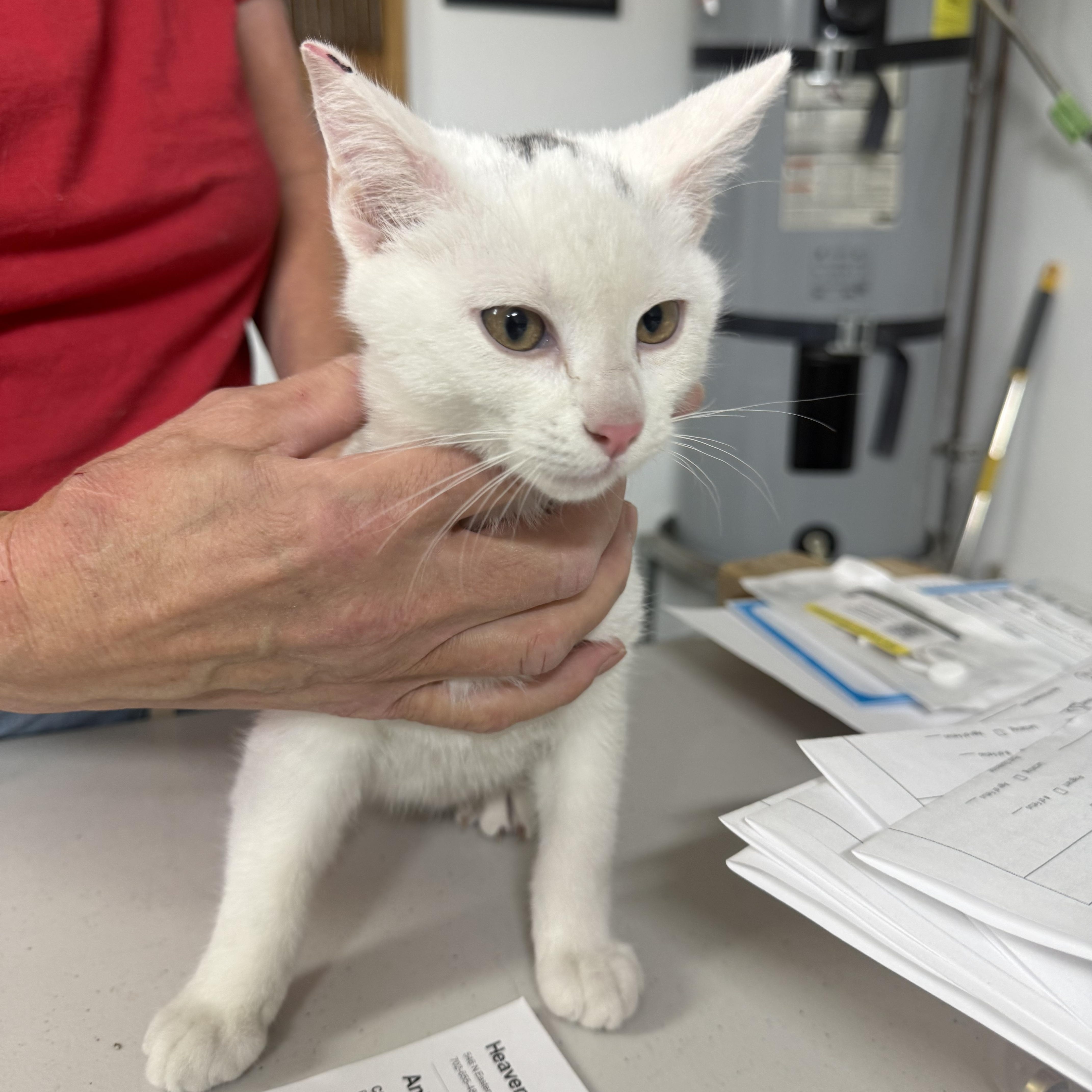 In the Tree! , ADOPTABLE, Kitten Male Domestic Short Hair.