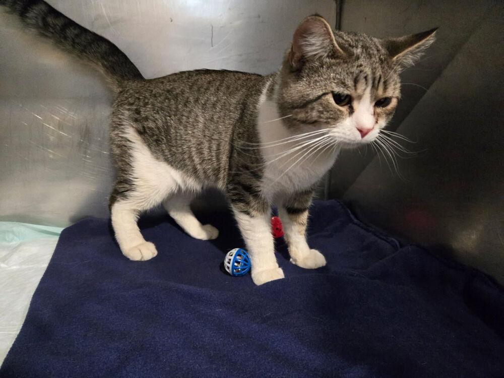 Freddie King, Adoptable, Adult Male Domestic Short Hair.