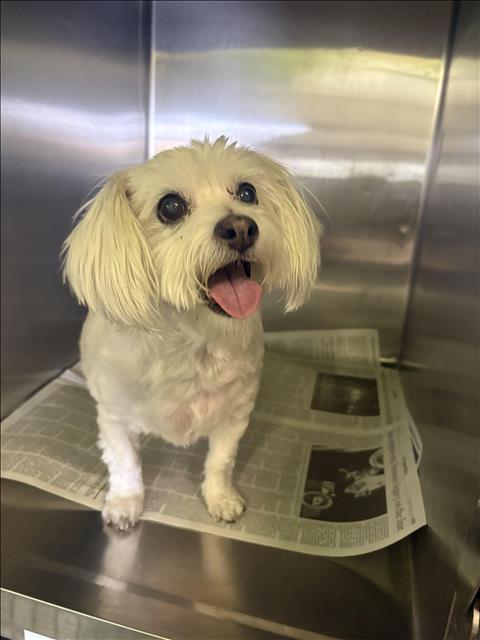 Enlarge SAMMI, a Adoptable Maltese in Los Angeles, CA image 1/1
