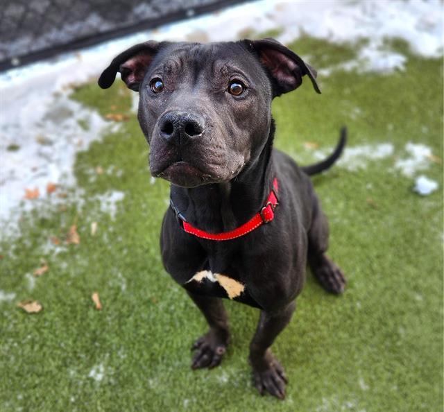 Enlarge WEBBY, a Adoptable Pit Bull Terrier in Minneapolis, MN image 1/1