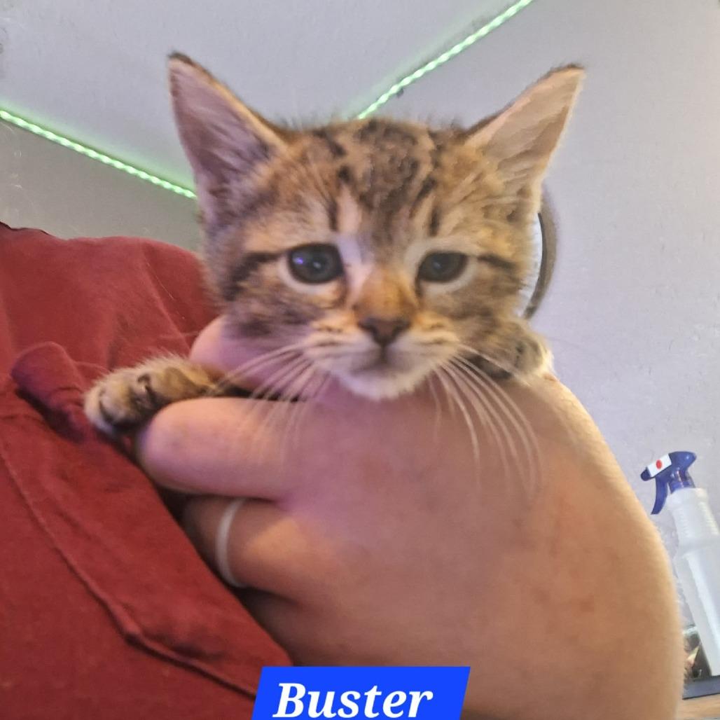 Enlarge Buster, a Adoptable Domestic Short Hair in Madill, OK image 1/1
