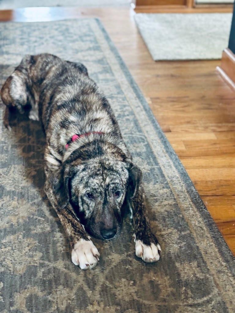 Enlarge Blanche , a ADOPTABLE mixed breed in Oswego, IL image 2/3