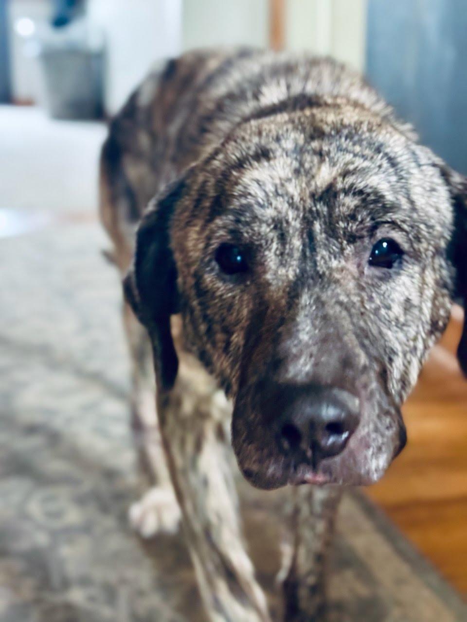 Blanche , ADOPTABLE, Senior Female Pit Bull Terrier.