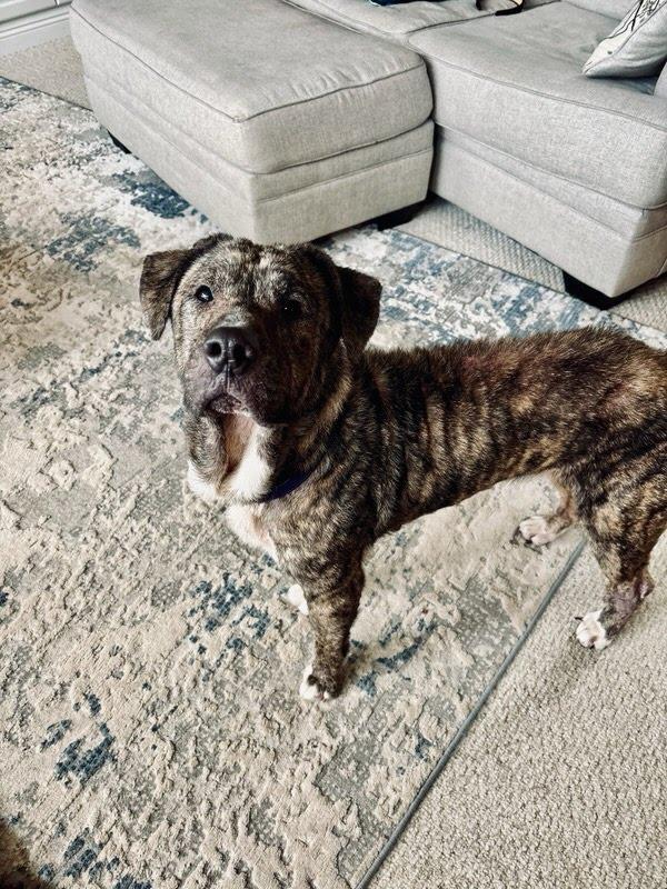 Enlarge Blanche , a ADOPTABLE mixed breed in Oswego, IL image 1/3