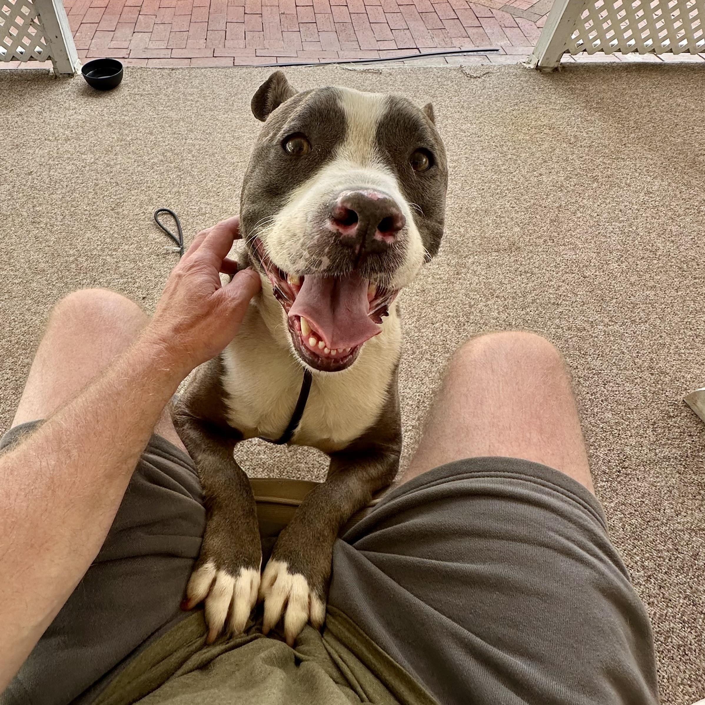 Enlarge Biggie, a ADOPTABLE mixed breed in Van Nuys, CA image 5/6